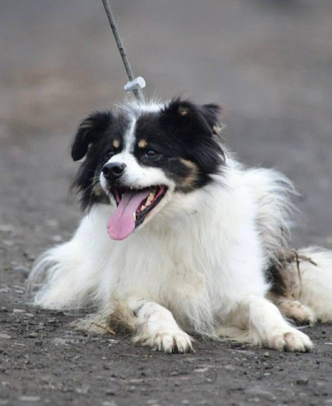 Обязательная регистрация домашних питомцев