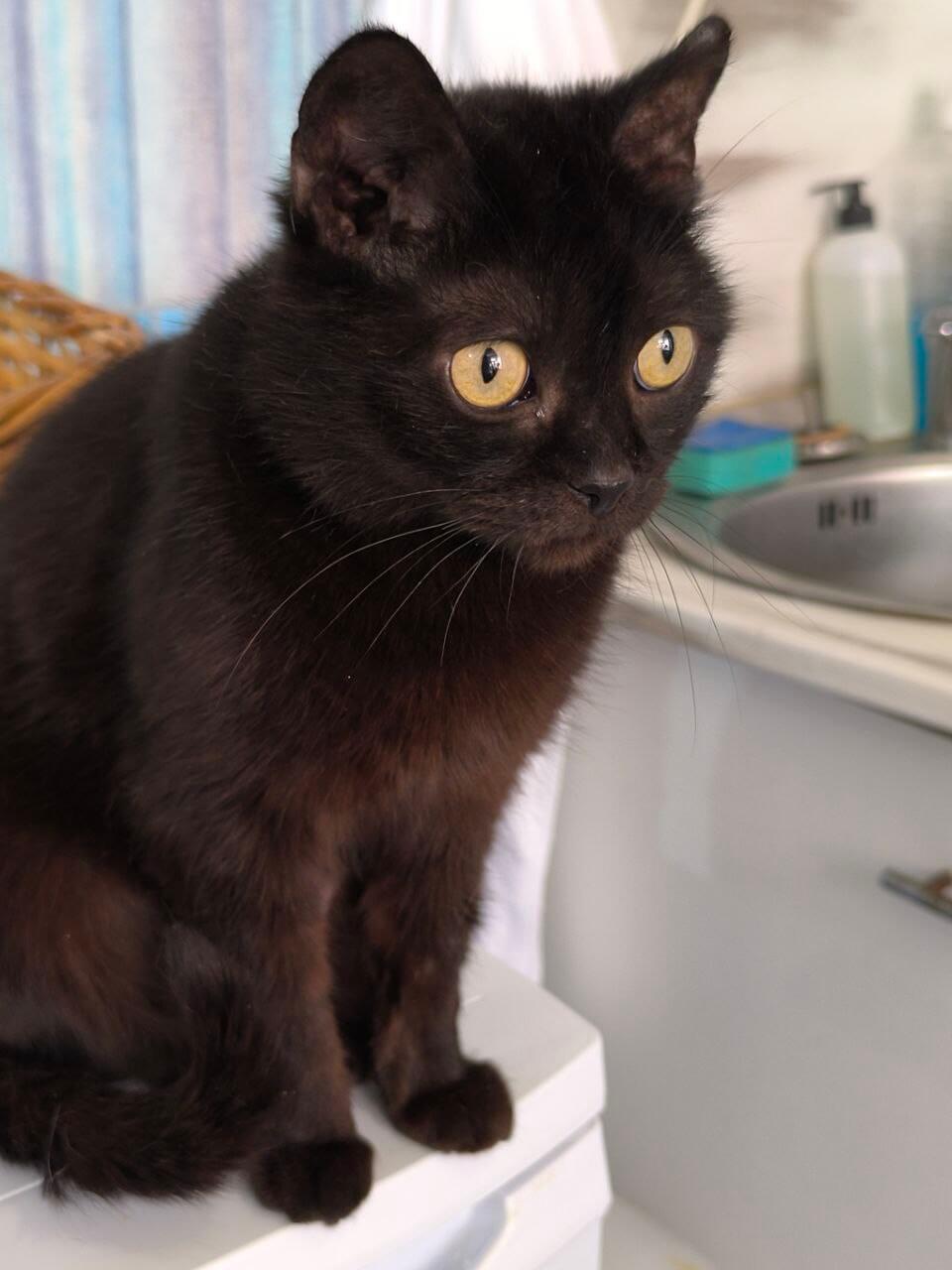 Смородинка