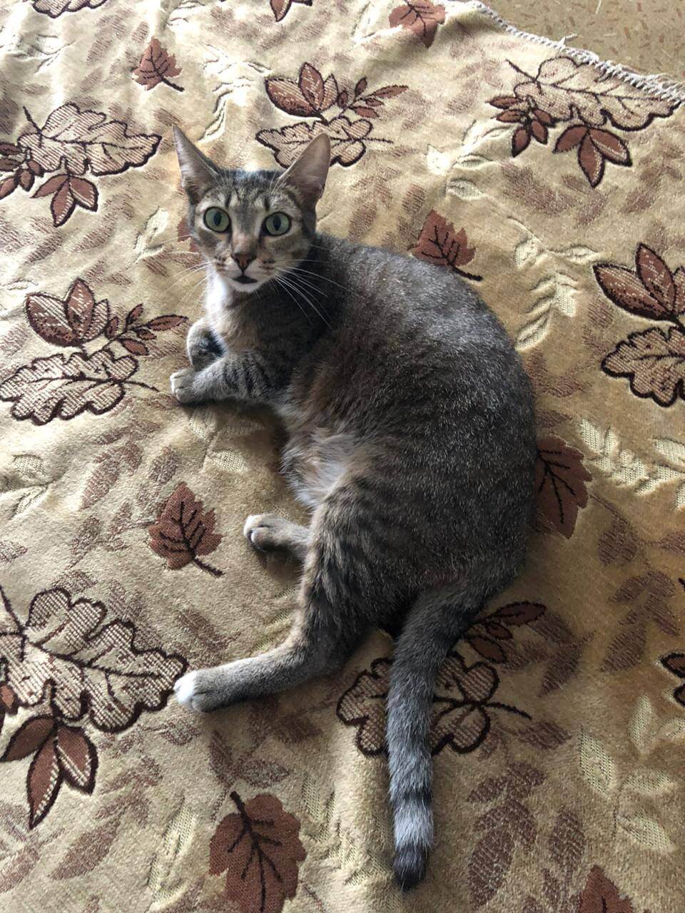 Кот и кошка