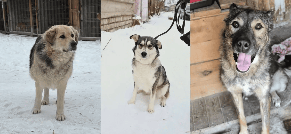 Коллеги из Красноярска бьют тревогу: 800 собак могут усыпить
